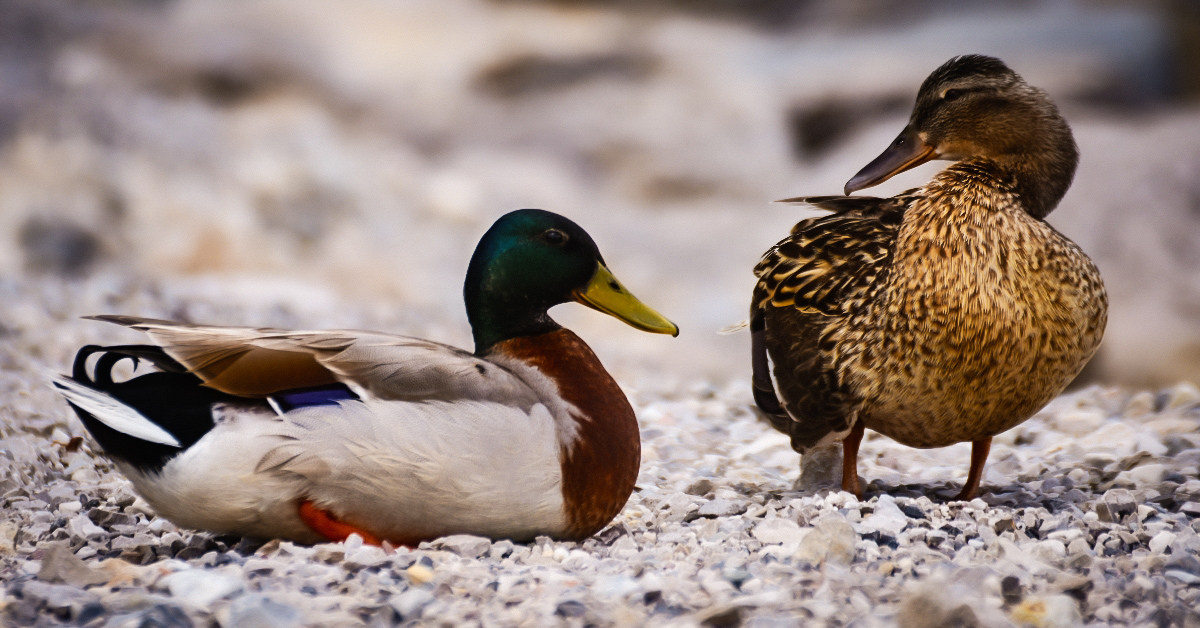 A pair of ducks symbolizing a romantic couple.