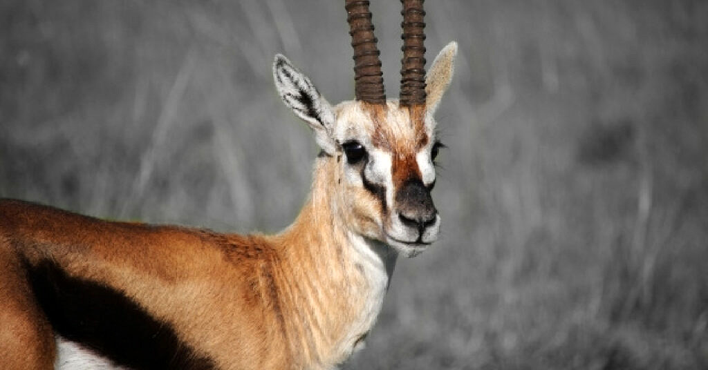 Gazelle leaping gracefully across a breathtaking landscape