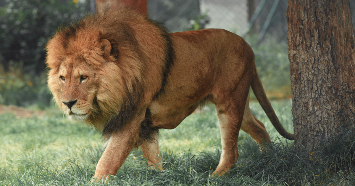 A lion and lioness lounging peacefully together in the grass.