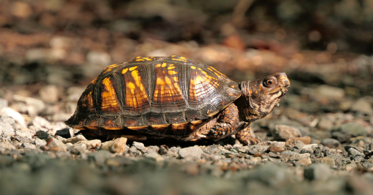 Tortoise and hare racing on a track, metaphor for modern relationships